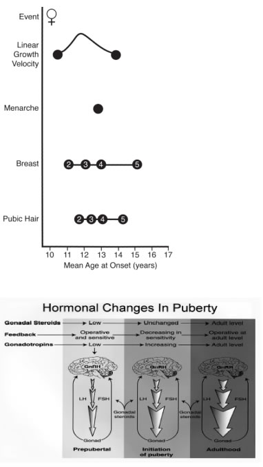 normal_puberty