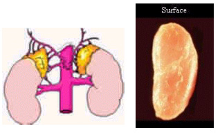 adrenal_1