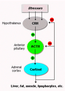 adrenal_2 adrenal_2