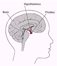 pituitary-1