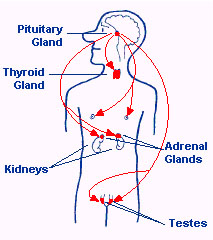 pituitary-2