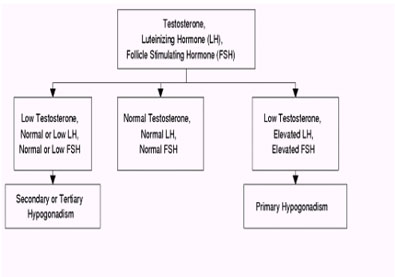 pituitary-7