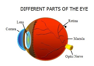 parts of eye - retina