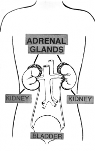 Adrenal Glands