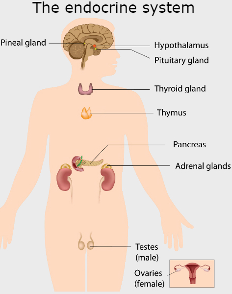 The Endocrine System. Image Courtesy https://www.healthdirect.gov.au/
