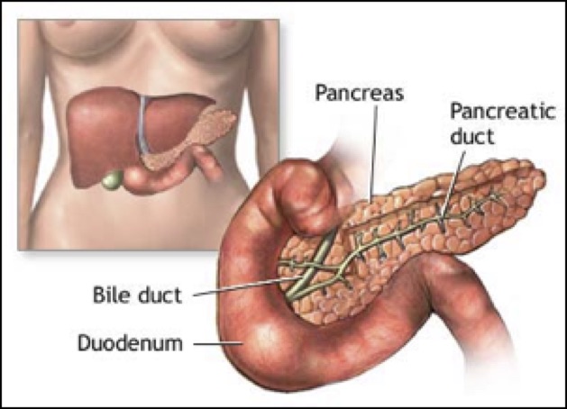 Pancreas, bile duct, duodenum, pancreatic duct