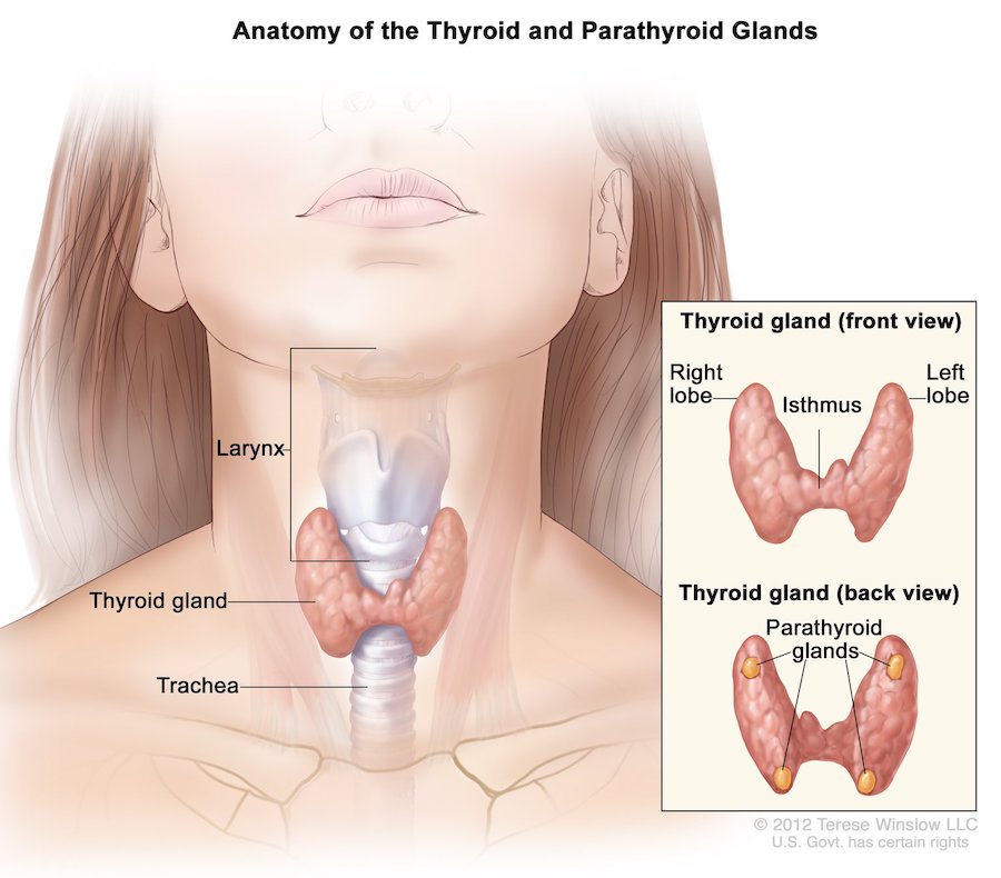 parathyroid glands