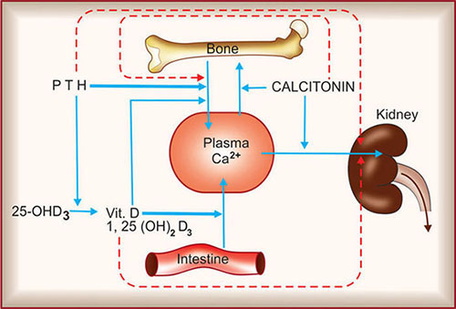 Calcium Deficiency