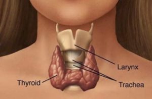 thyroid larynx trachea