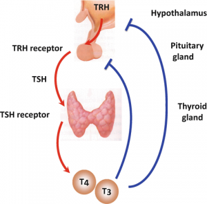 Hypothyroidism kids adults