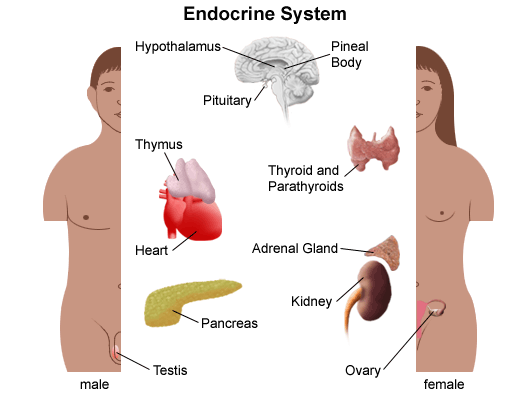 Endocrine System. Image Credit https://www.stanfordchildrens.org/en/topic/default?id=anatomy-of-the-endocrine-system-in-children-90-P01940