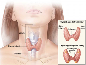 thyroid gland larynx trachea