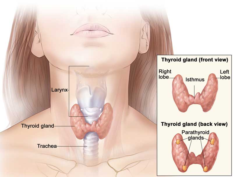 thyroid gland larynx trachea